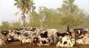 Plus de 100 bœufs saisis par l’armée à Nzérékoré : « Il y avait des conflits qui ne finissaient pas »