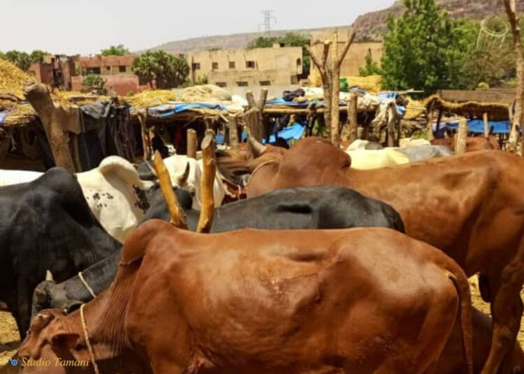 Plus de 3000 bœufs rapatriés hors de la Guinée : « On n&rsquo;est pas venu pour chercher l&rsquo;argent, plutôt pour accomplir les devoirs du gouvernement »