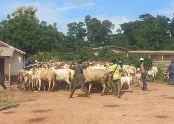 Face au vol et à la destruction des champs, le procureur de Boké prévient : « Désormais, si nous prenons un animal dont la peau et la tête n’existent pas… »