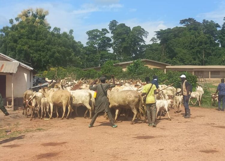 Face au vol et à la destruction des champs, le procureur de Boké prévient : « Désormais, si nous prenons un animal dont la peau et la tête n’existent pas… »